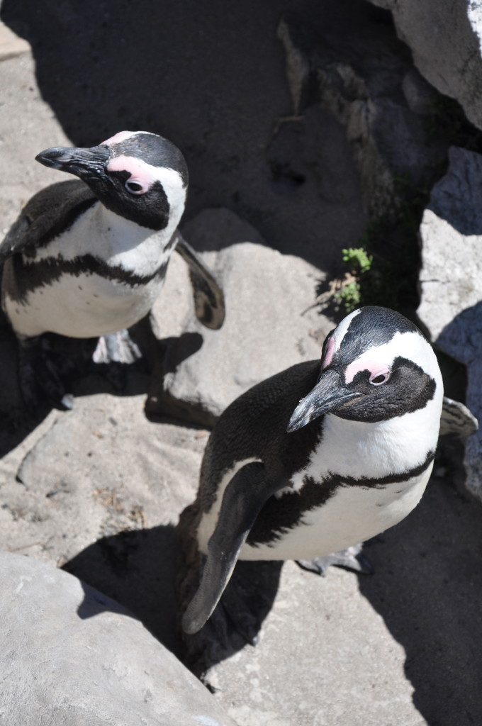 boulders beach