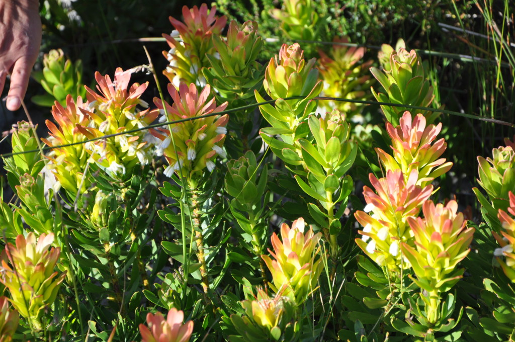 kirstenbosch botanical gardens