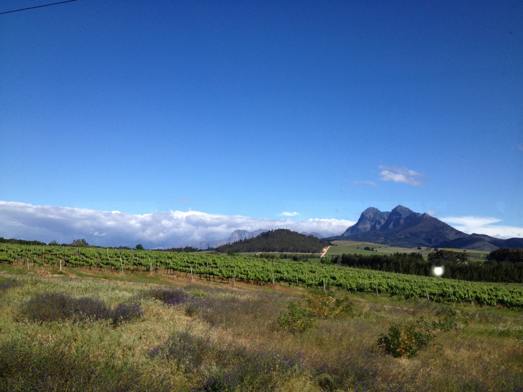 cape winelands