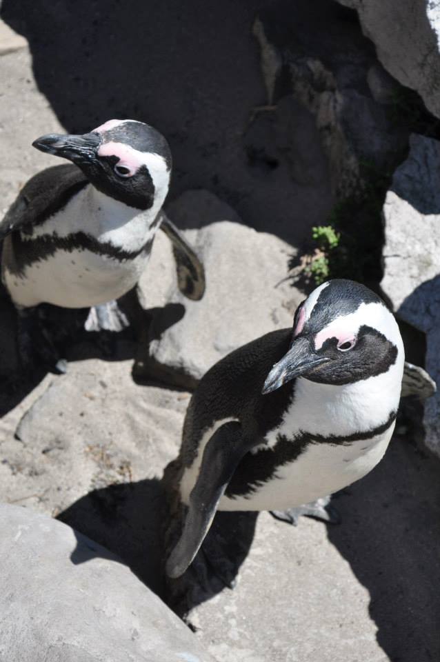 South Africa penguin