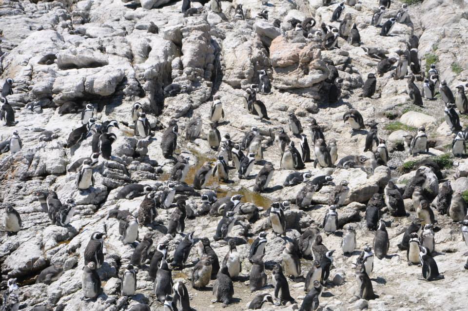 South Africa penguins