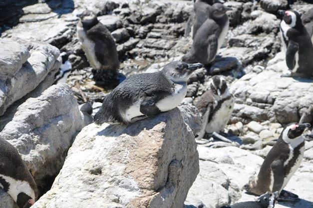 South Africa safari vacation