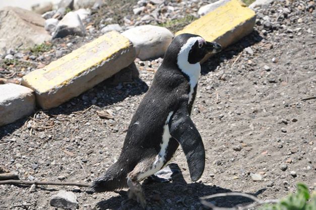 South African pengion