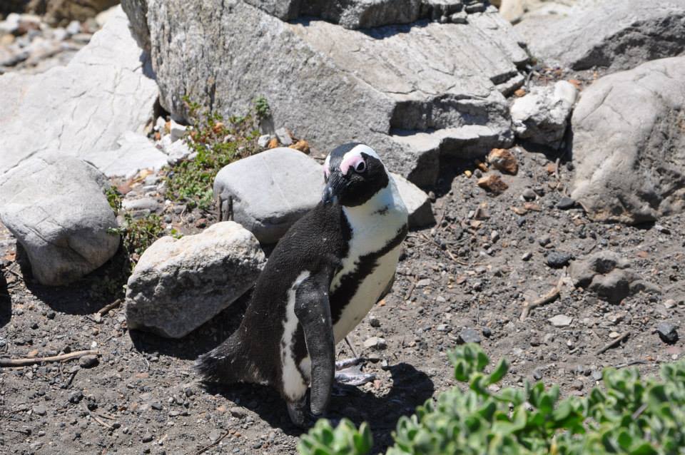 penguin South Africa