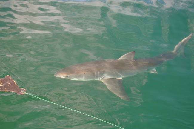 great white shark diving