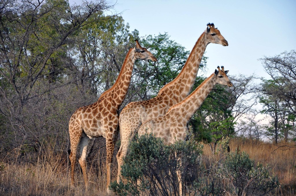 Zimbabwe safari tours