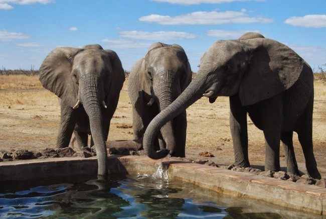 Zimbabwe safari tours