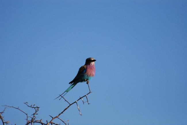 lilac breasted roller