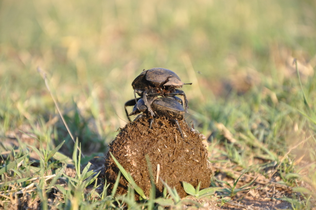 South Africa honeymoon