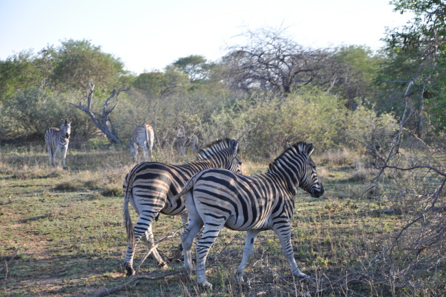 South Africa honeymoon