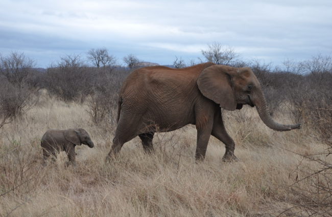 South Africa safari tours