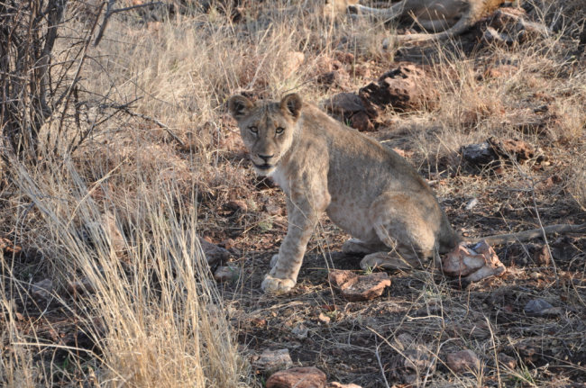 South Africa safari tours