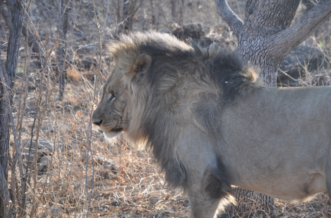 South Africa safari tours