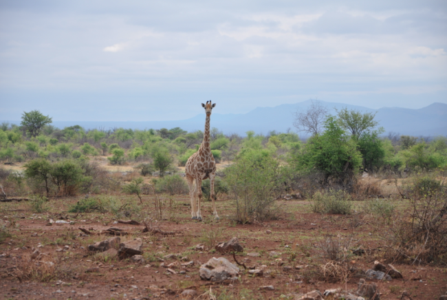 South Africa safari tours