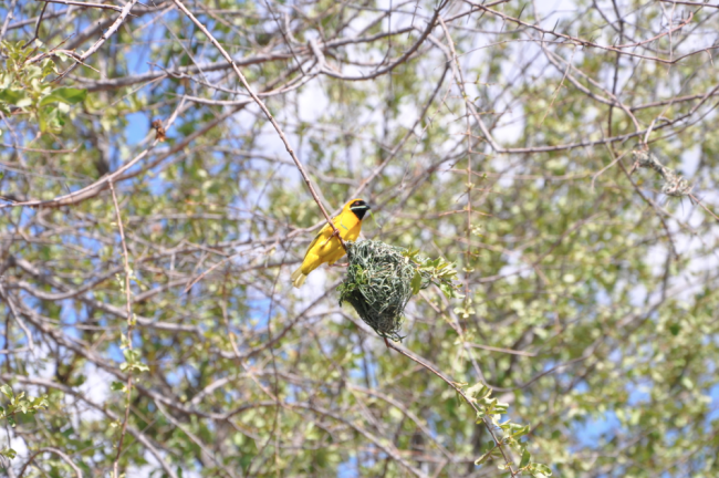 South Africa safari tours