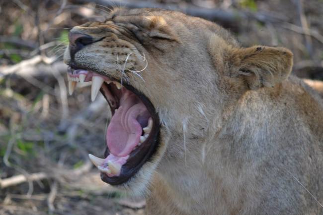 South Africa honeymoon