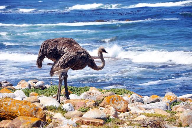 South Africa honeymoon