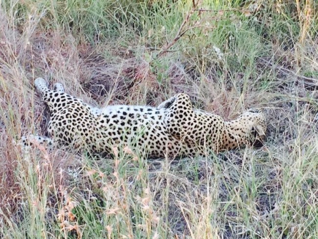 londolozi4