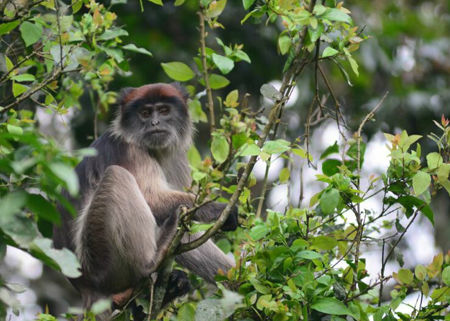 Uganda safari vacation