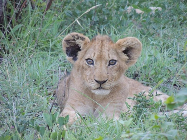 Zimbabwe lions