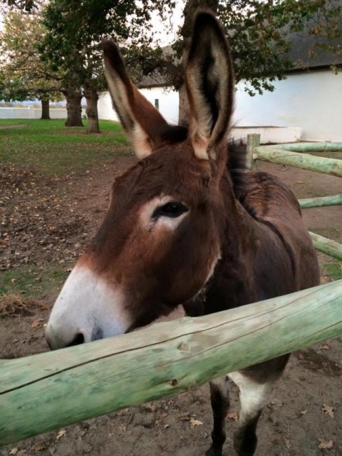babylonstoren animals