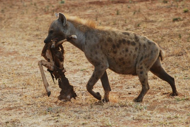 zimbabwe hyena
