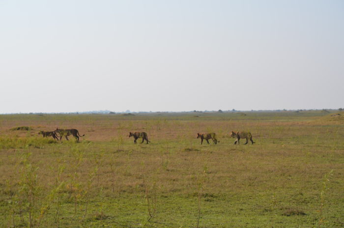 The Duba Pride starting their chase