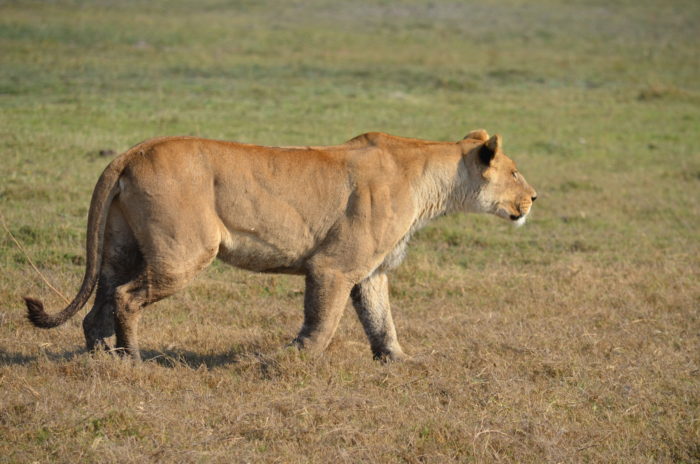 The Duba Female makes the first move and begins the game of chance