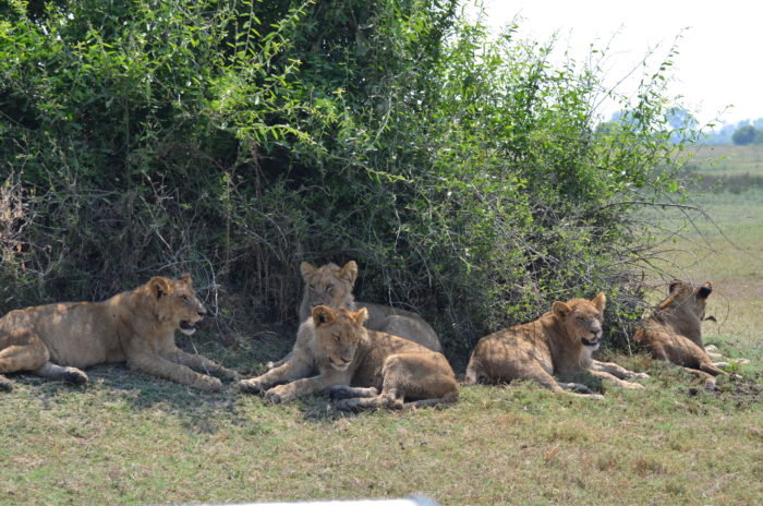Cubs waiting patiently
