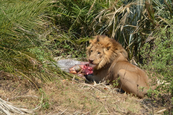 Even though he waits and lets the females do the hard work, who gets the prize?