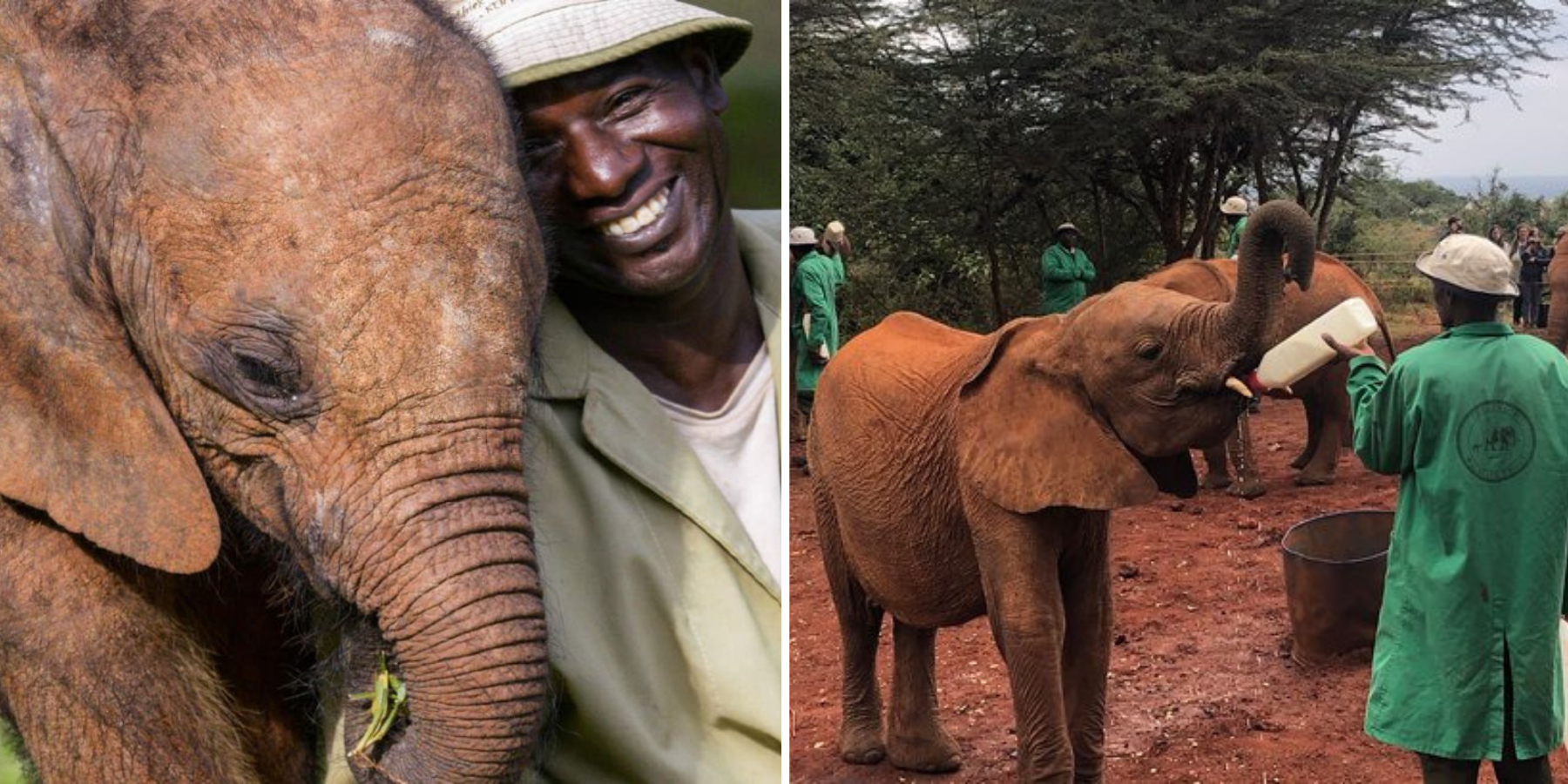 image for website - david sheldrick