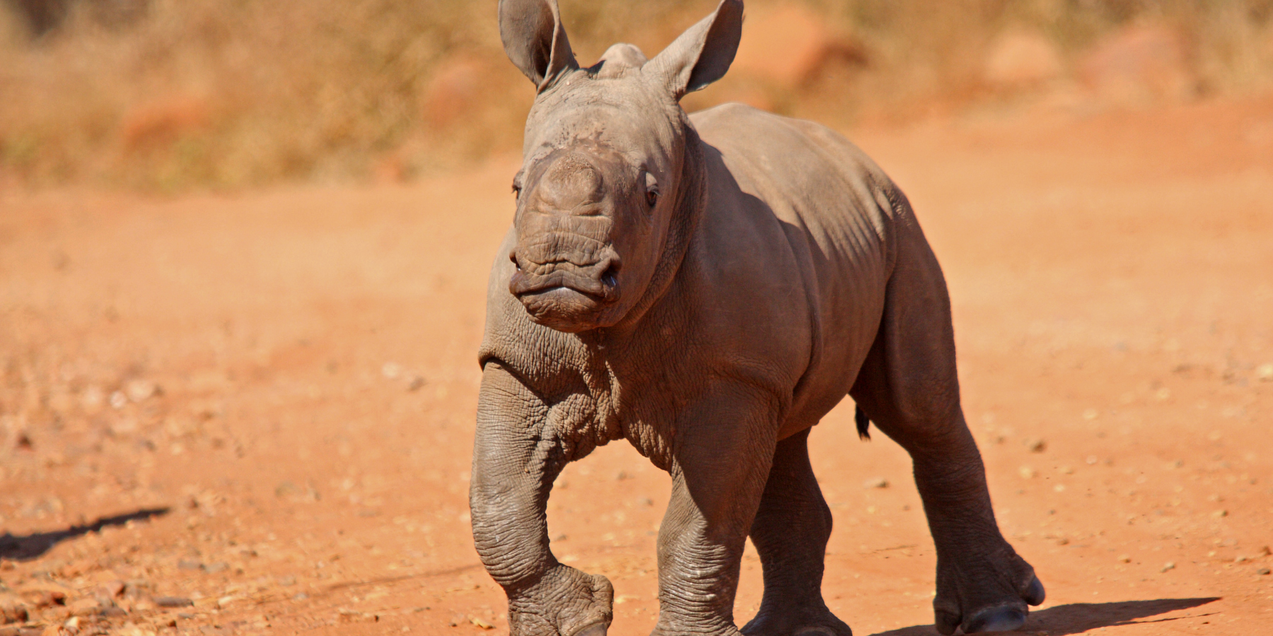 image for website - rhino