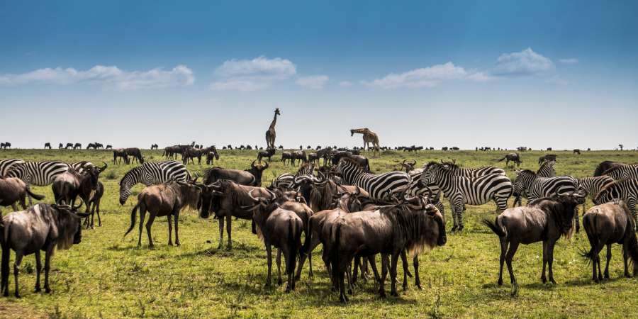 Great Migration safari
