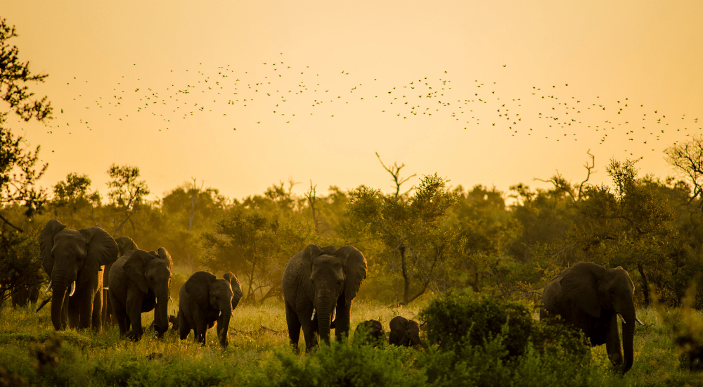 Southern Africa safari and Victoria Falls tour